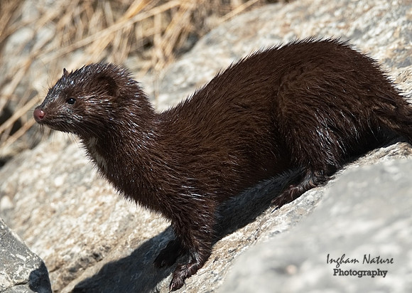 Mink (North American)