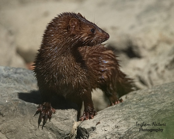 Mink (North American)