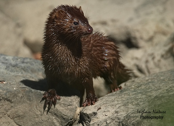 Mink (North American)