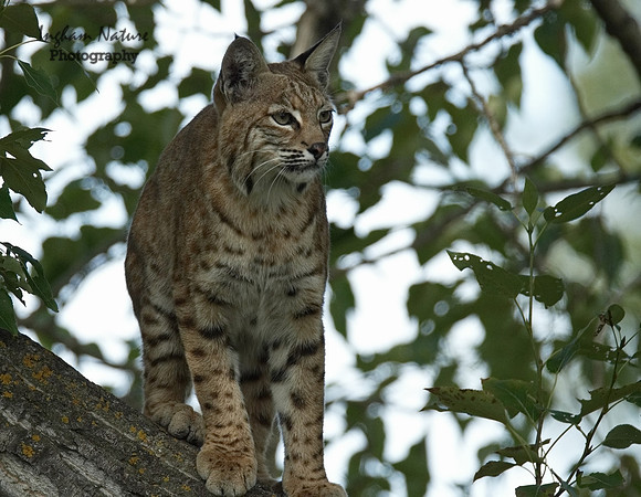 Bobcat (Lynx rufus) - Adult (Female)