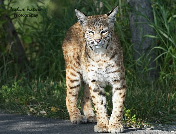 Bobcat (Lynx rufus) - Adult (Female)