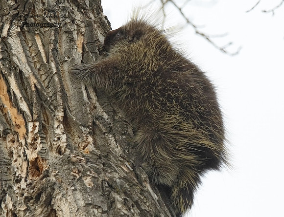 Porcupine - North American