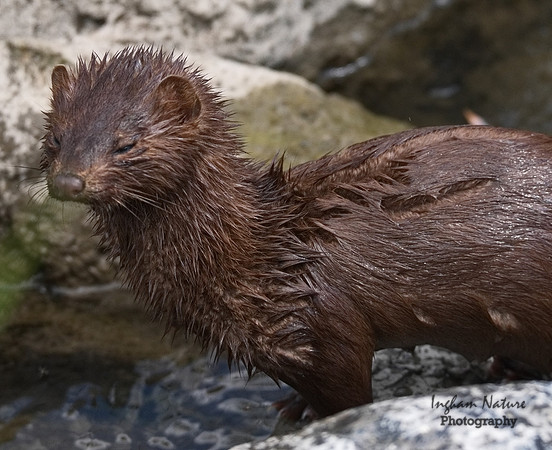 Mink (North American)