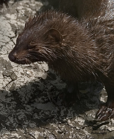 Mink (North American)