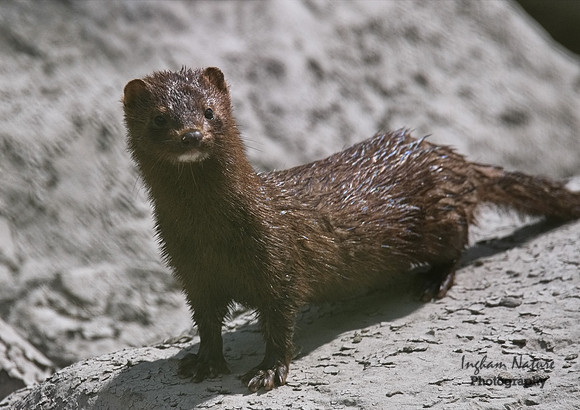 Mink (North American)