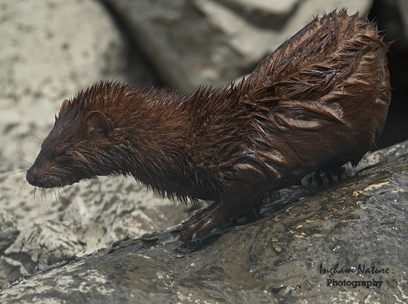 Mink (North American)