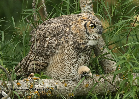 Great Horned Owl - Immature
