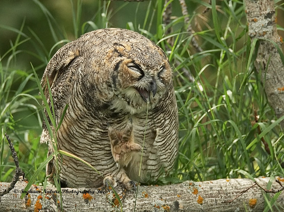 Great Horned Owl - Immature