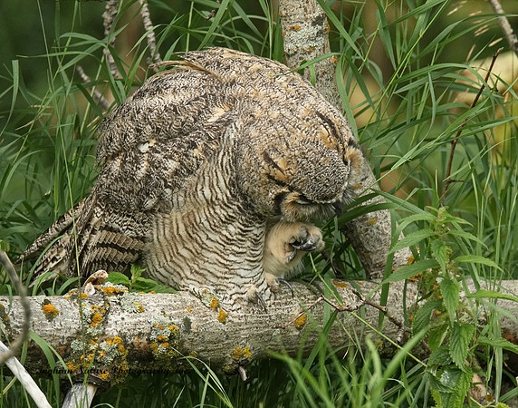 Great Horned Owl - Immature