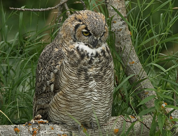 Great Horned Owl - Immature