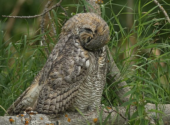 Great Horned Owl - Immature