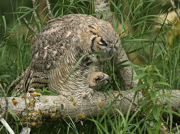 Great Horned Owl - Immature