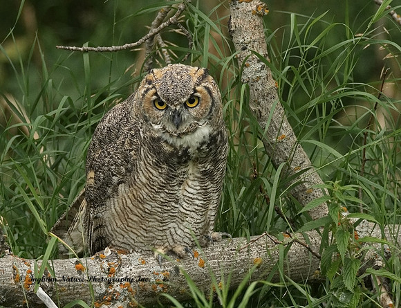 Great Horned Owl - Immature