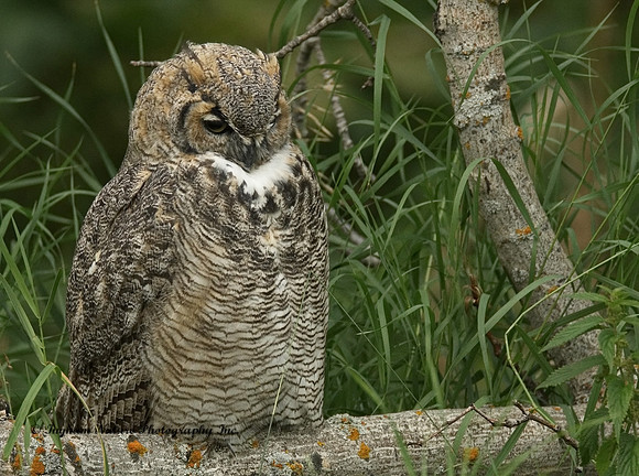Great Horned Owl - Immature
