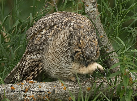 Great Horned Owl - Immature