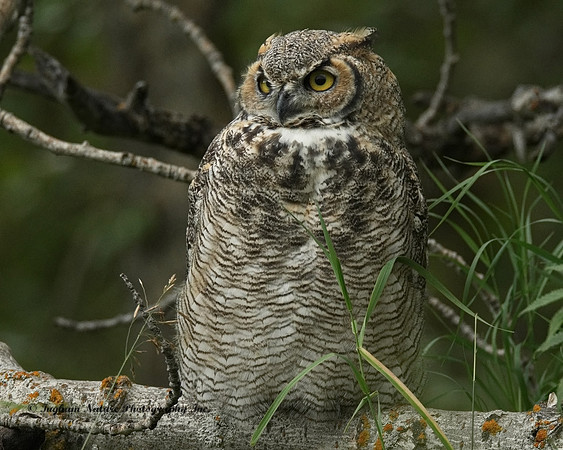 Great Horned Owl