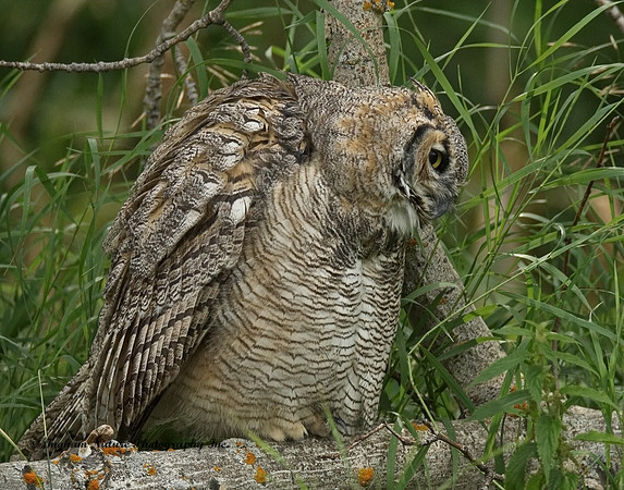 Great Horned Owl - Immature