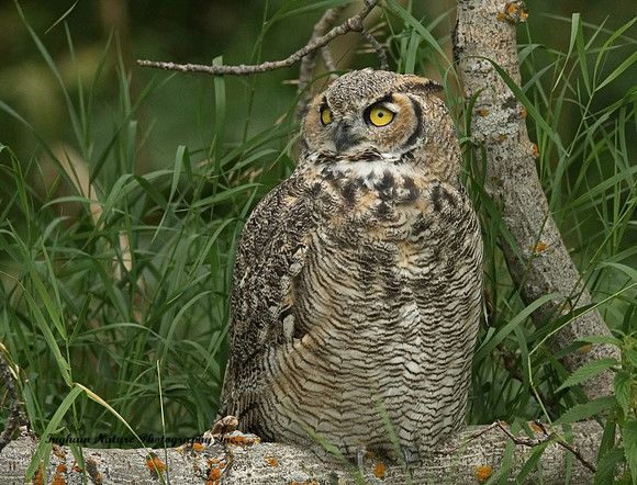 Great Horned Owl - Immature