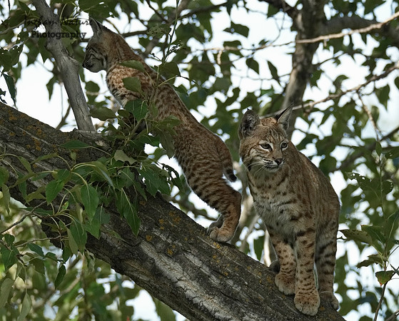 Bobcat (Lynx rufus) -Adult (Female) & Juvenile