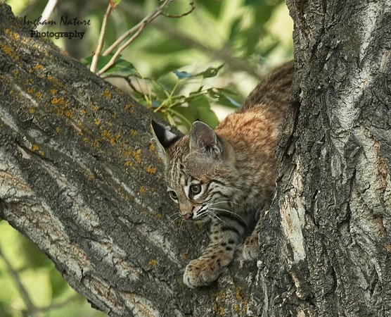 Bobcat (Lynx Rufus) - Juvenile