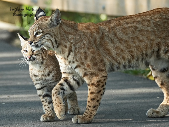 Bobcat (Lynx rufus) - Adult (Female) & Juvenile