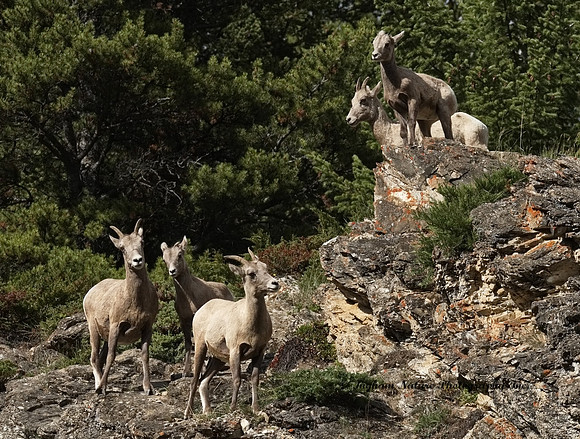 Rocky Mountain Sheep - Females & Juveniles