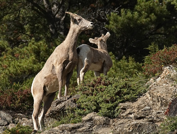 Rocky Mountain Sheep - Female & Juvenile