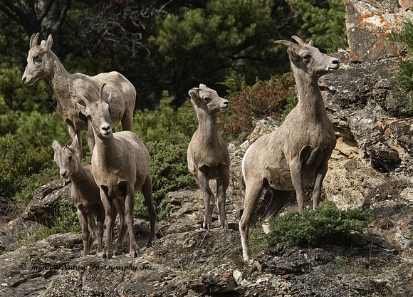 Rocky Mountain Sheep - Females & Juveniles