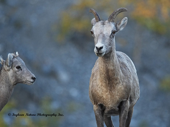Rocky Mountain Sheep - Female & Juvenile