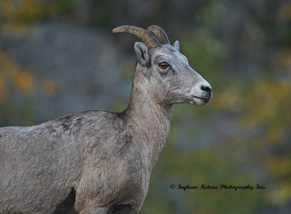Rocky Mountain Sheep - Female