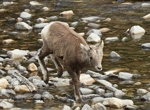 Rocky Mountain Sheep - Juvenile