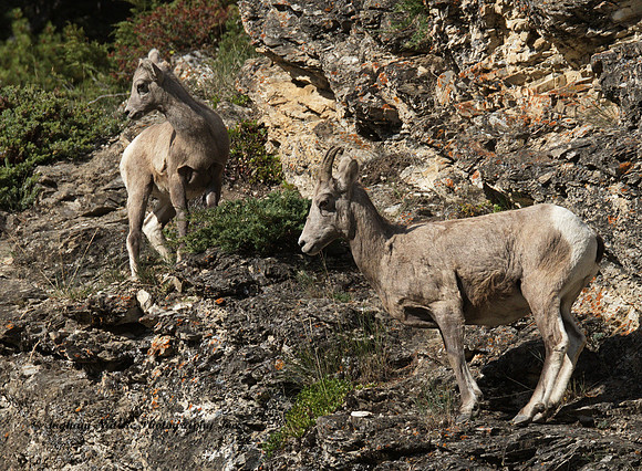 Rocky Mountain Sheep - Female & Juvenile