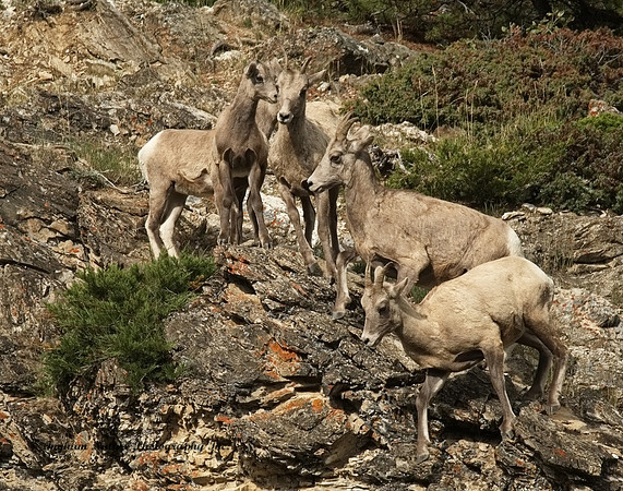 Rocky Mountain Sheep - Females & Juveniles