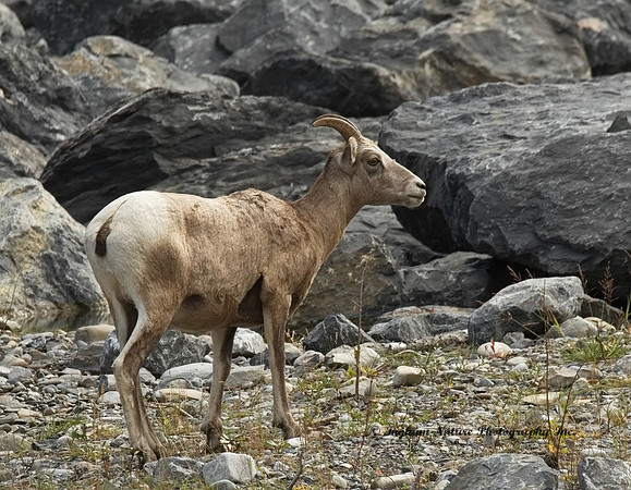 Rocky Mountain Sheep - Female