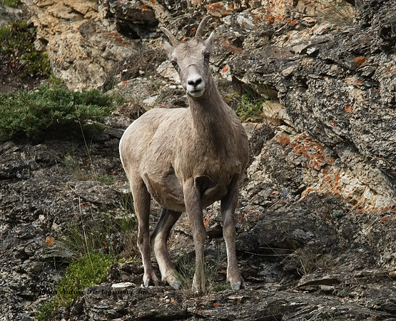 Rocky Mountain Sheep - Female