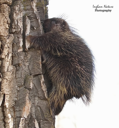 Porcupine - North American
