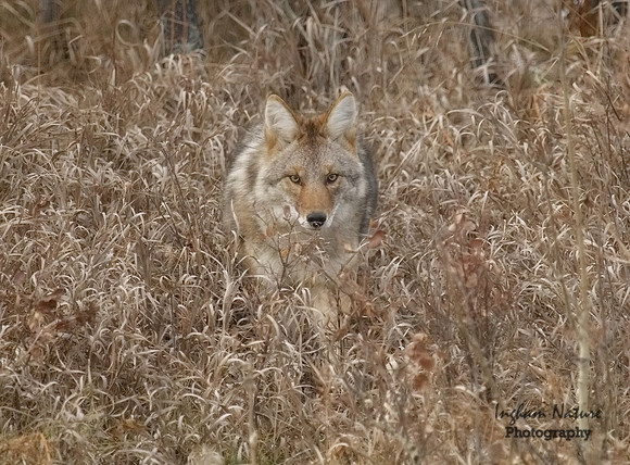 Coyote
