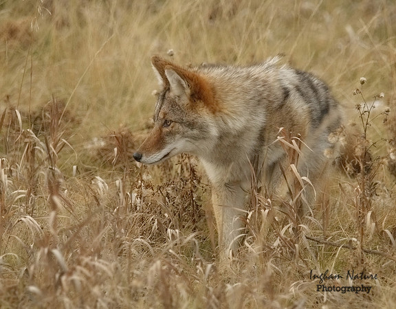 Coyote