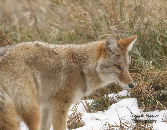 Coyote