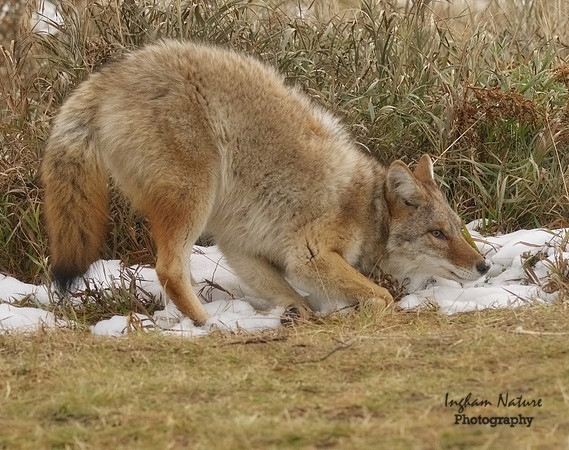 Coyote