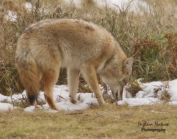 Coyote