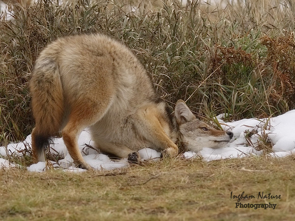 Coyote