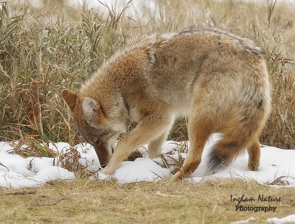 Coyote