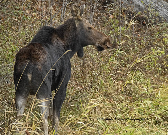 Moose