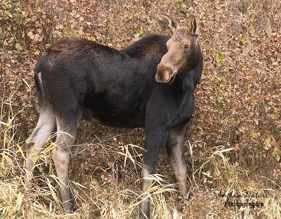 Moose
