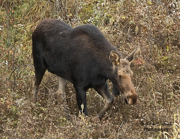 Moose