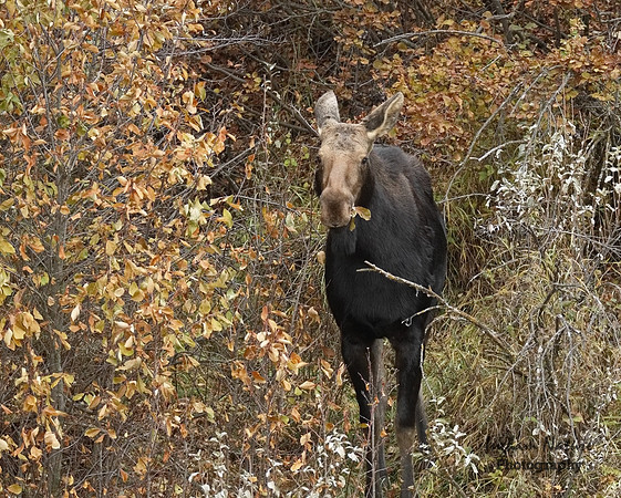 Moose