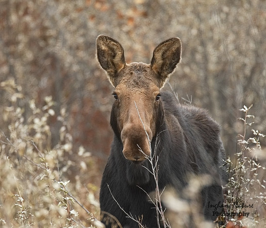 Moose