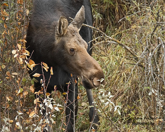 Moose