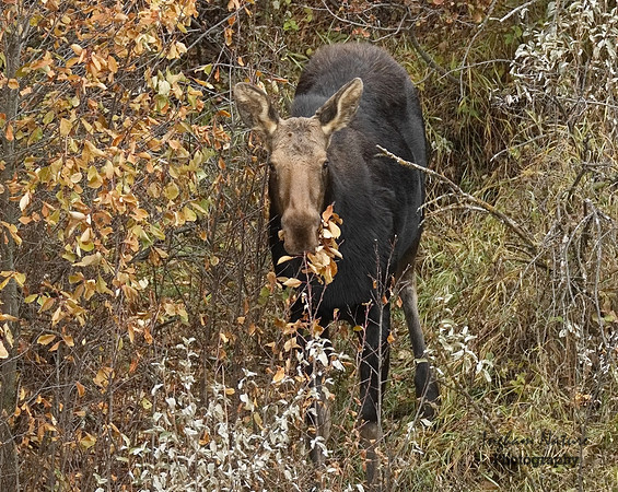 Moose
